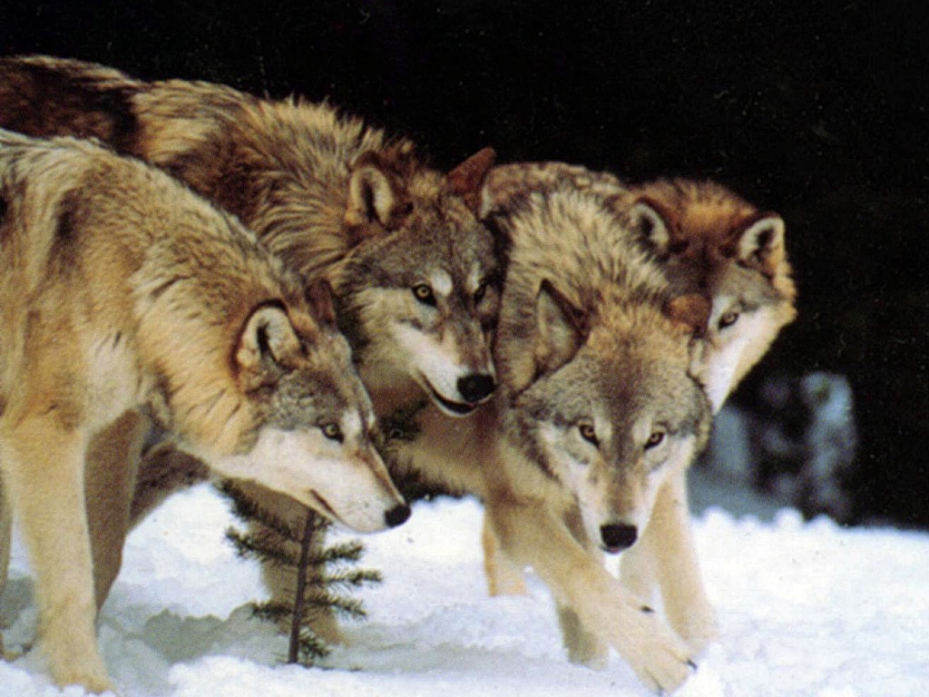 Create a Wolfpack, Share The Knowledge